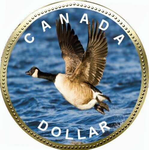 Oops-So-They-Do-Not-Know-Their-Bird-Its......-A-Goosie-Not-A-Loonie.